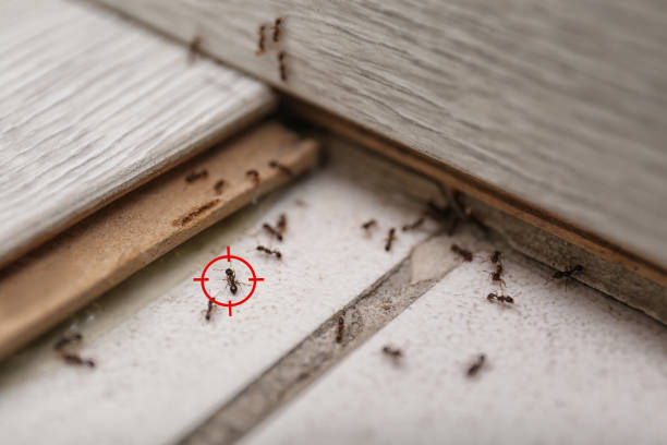 Best Affordable Pest Control Services  in Burke, VA