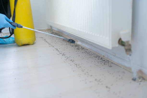Best Flea Control Services  in Burke, VA