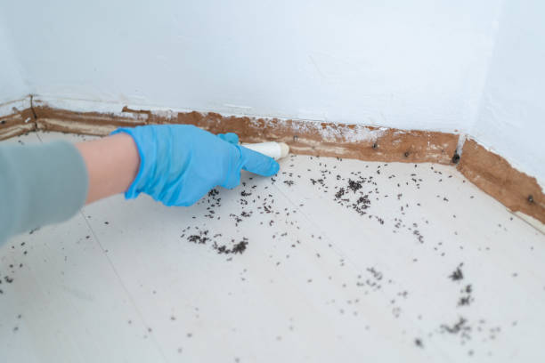 Best Termite Control Services  in Burke, VA